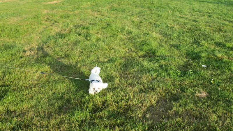 Benedictine Park - Bedford, NH