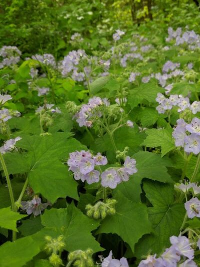 Murray Park - Bedford, IN