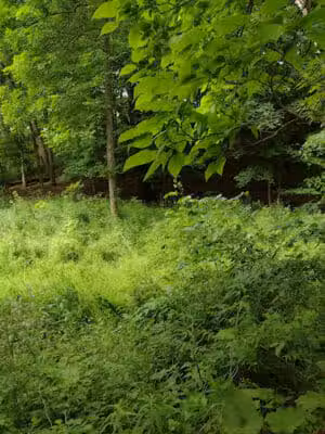 Silk City Nature Trail - Belding,