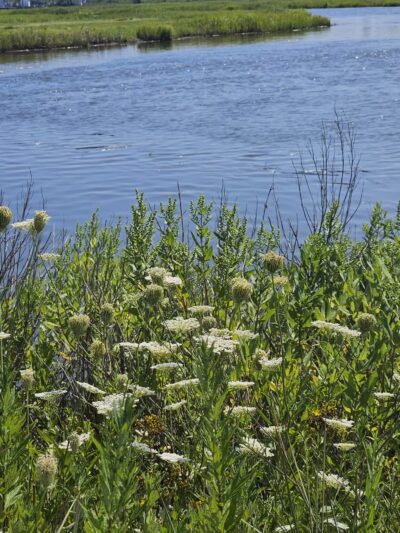 Bayshore Waterfront County Park - Belford, NJ