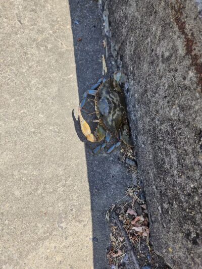 Bayshore Waterfront County Park - Belford, NJ