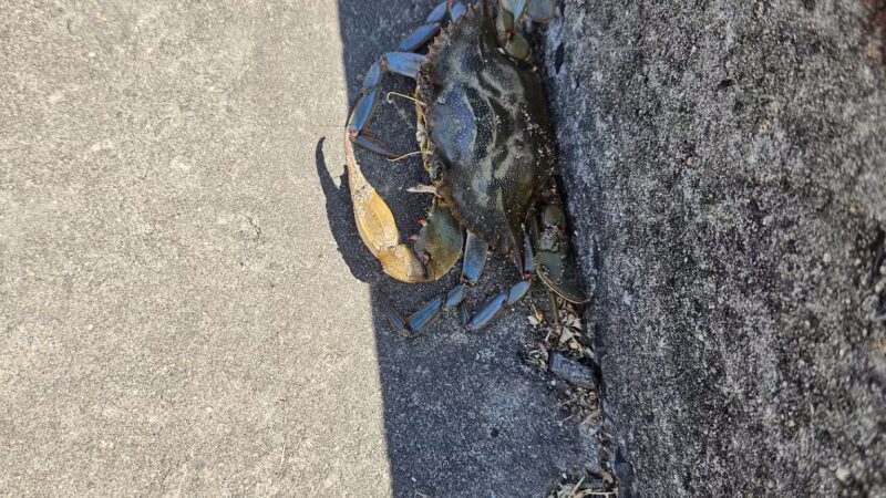 Bayshore Waterfront County Park - Belford, NJ