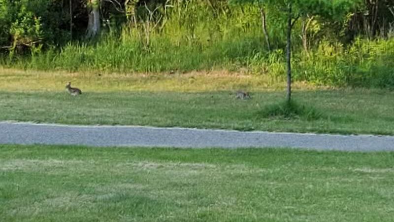 Richardi Park - Bellaire,