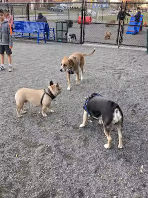 Belleville Dog Park - Belleville, NJ