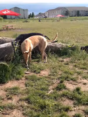 Mossakowski Family Dog Park - Bellevue,