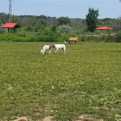 Mossakowski Family Dog Park - Bellevue, WI