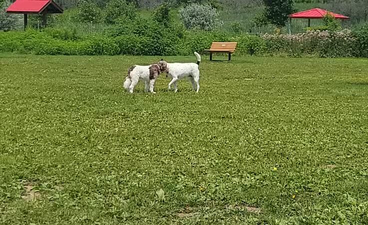 Mossakowski Family Dog Park - Bellevue, WI