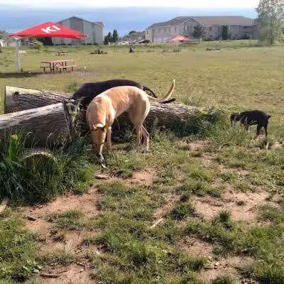 Mossakowski Family Dog Park - Bellevue,