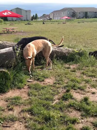 Mossakowski Family Dog Park - Bellevue,
