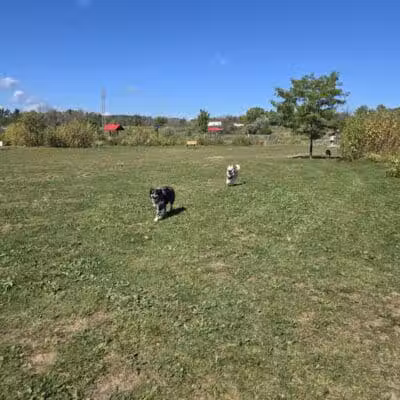 Mossakowski Family Dog Park - Bellevue,
