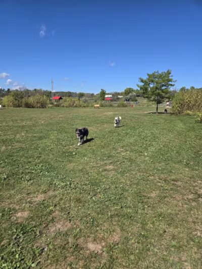 Mossakowski Family Dog Park - Bellevue,