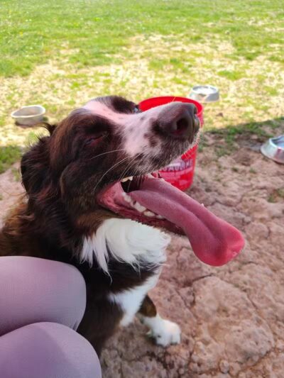 Mossakowski Family Dog Park - Bellevue,