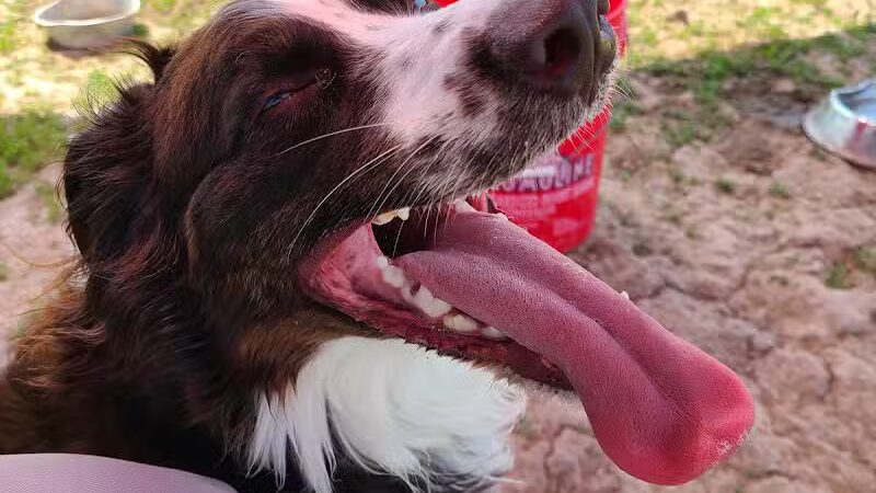 Mossakowski Family Dog Park - Bellevue,