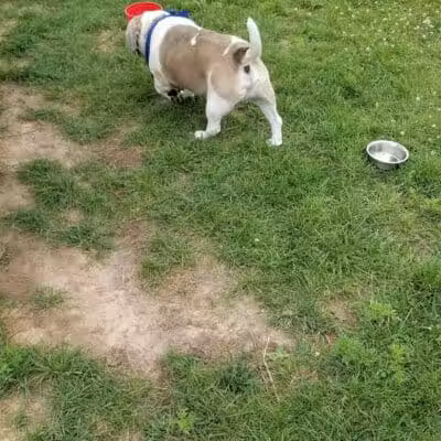 Mossakowski Family Dog Park - Bellevue,