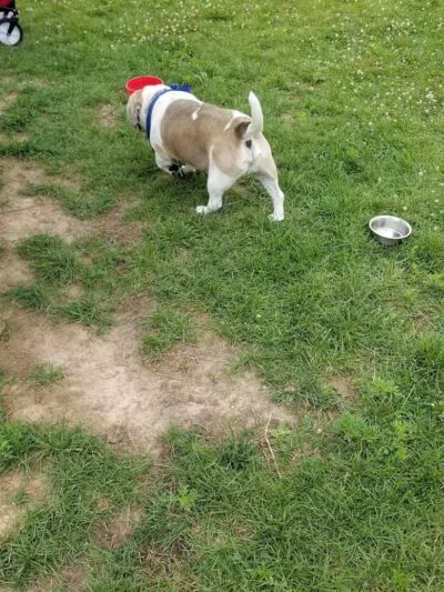 Mossakowski Family Dog Park - Bellevue,