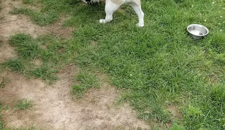 Mossakowski Family Dog Park - Bellevue,