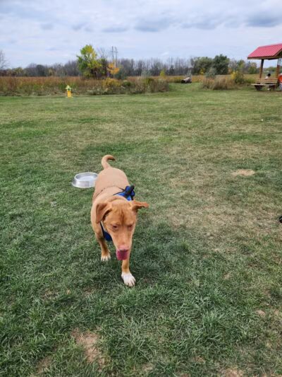 Mossakowski Family Dog Park - Bellevue,