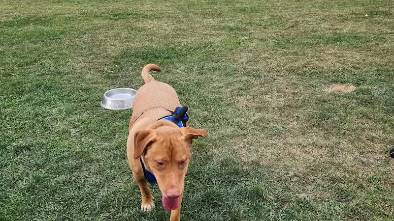 Mossakowski Family Dog Park - Bellevue,