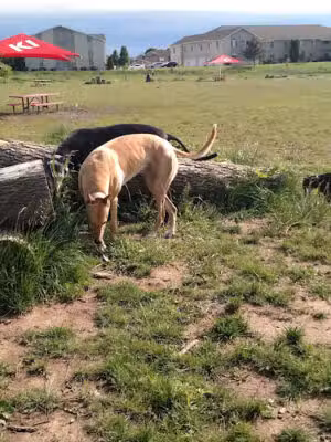 Mossakowski Family Dog Park - Bellevue, WI