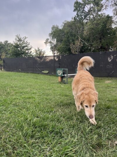 Florence Korostynski Memorial Dog Park - Bellmawr, NJ