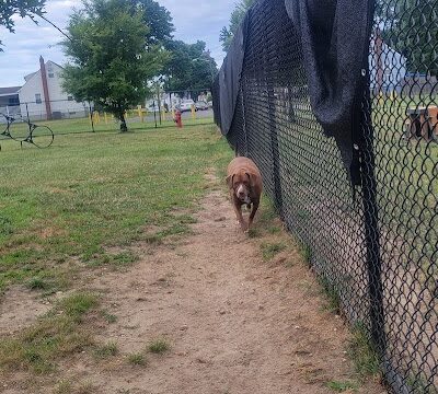 Florence Korostynski Memorial Dog Park - Bellmawr, NJ