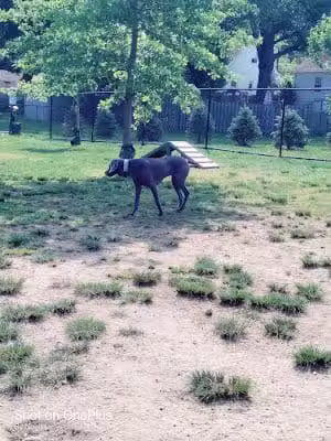 Florence Korostynski Memorial Dog Park - Bellmawr, NJ