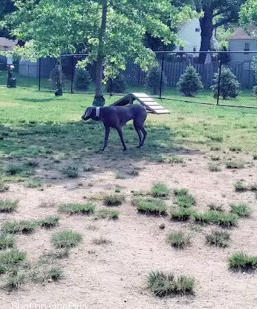Florence Korostynski Memorial Dog Park - Bellmawr, NJ