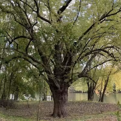 Grand Rogue Park - Belmont, MI