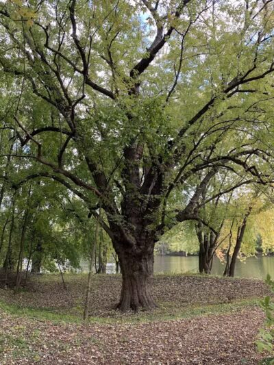 Grand Rogue Park - Belmont, MI