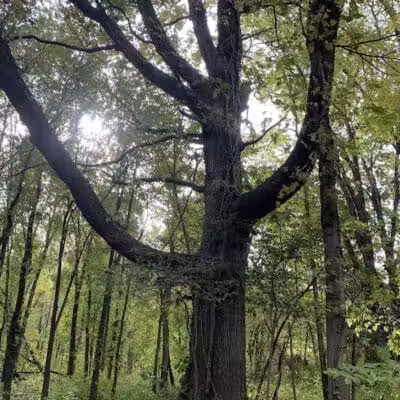 Grand Rogue Park - Belmont, MI