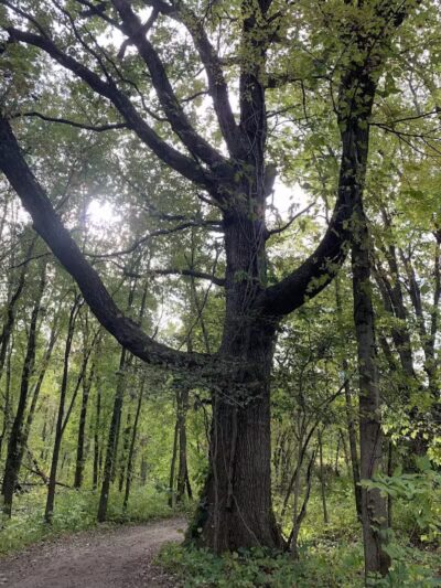Grand Rogue Park - Belmont, MI