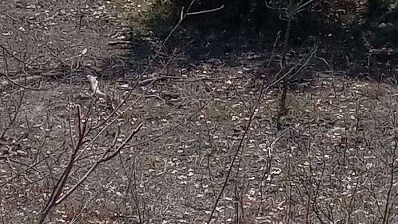 Public Parking - Belmont, MI