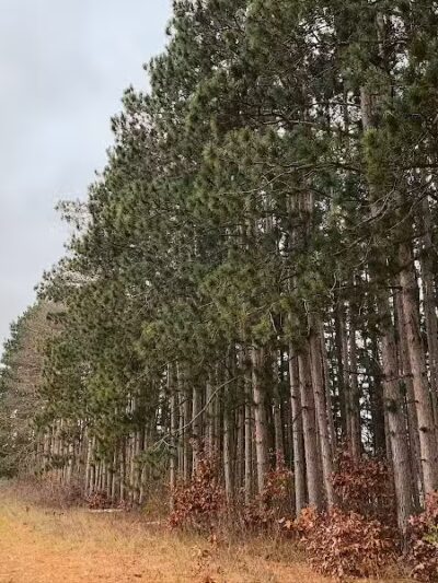 Rogue River Park - Belmont, MI