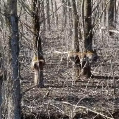 Rogue River Park - Belmont, MI
