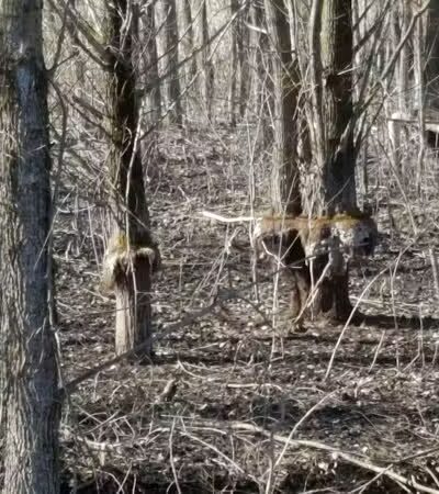 Rogue River Park - Belmont, MI