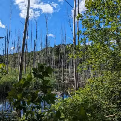 Rogue River Park - Belmont, MI