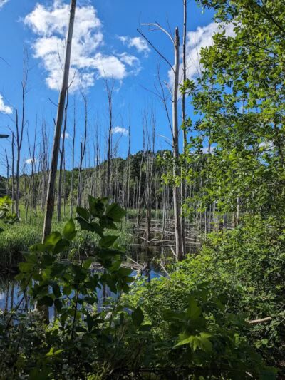 Rogue River Park - Belmont, MI