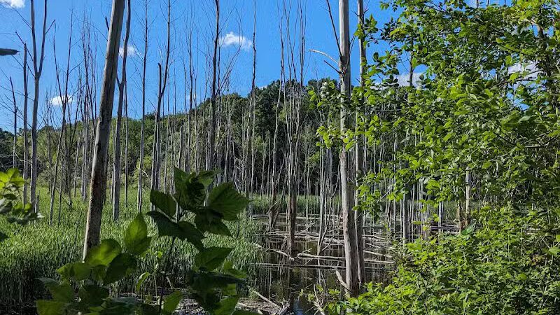 Rogue River Park - Belmont, MI
