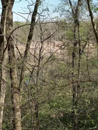 White Pine Trail - Belmont, MI