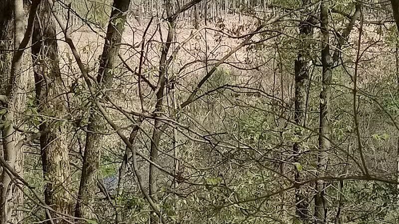 White Pine Trail - Belmont, MI