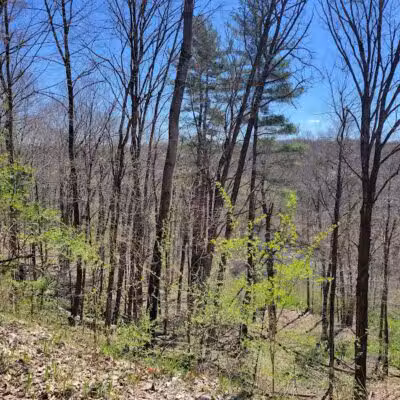 White Pine Trail - Belmont, MI