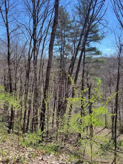 White Pine Trail - Belmont, MI