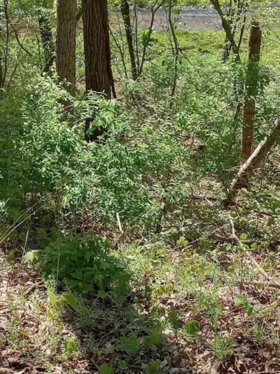 White Pine Trail - Belmont, MI