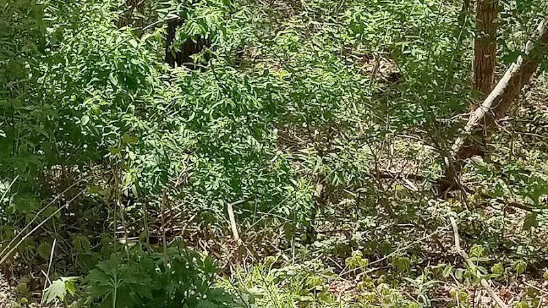 White Pine Trail - Belmont, MI