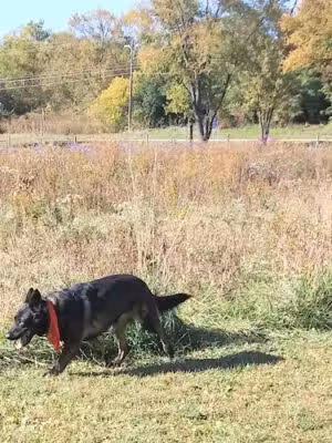 BCCD Hammertime Unleashed Dog Park - Belvidere, IL