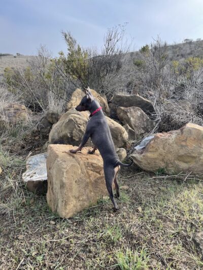 Benicia Dog Park - Benicia, CA