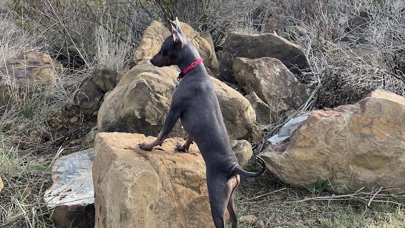 Benicia Dog Park - Benicia, CA