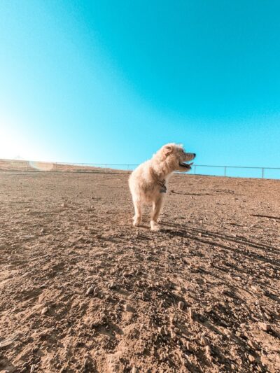 Benicia Dog Park - Benicia, CA