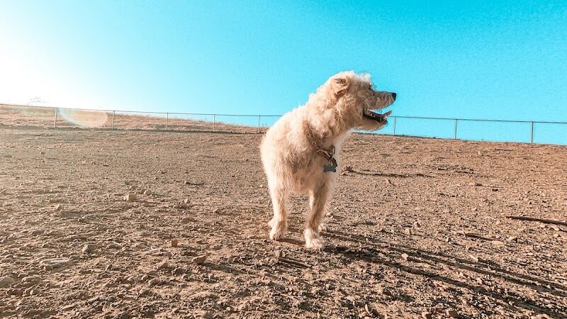 Benicia Dog Park - Benicia, CA
