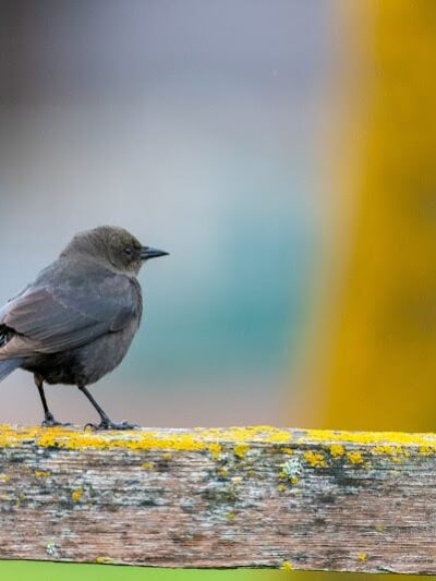 Benicia Dog Park - Benicia, CA